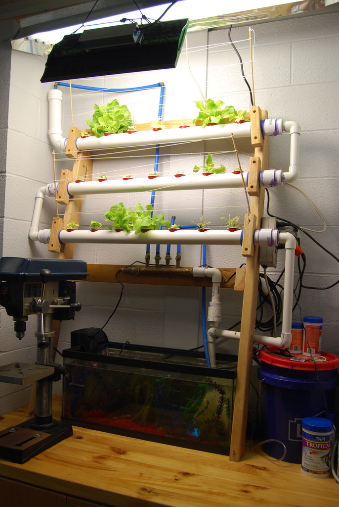 Aquaponics system fertilized by fish.  Water circulated through pipes by a small pond pump.  Built by last years Technology Students