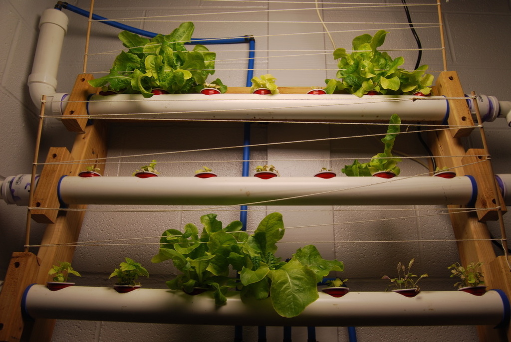 Lettuce is taking off nicely in the aquaponics setup
