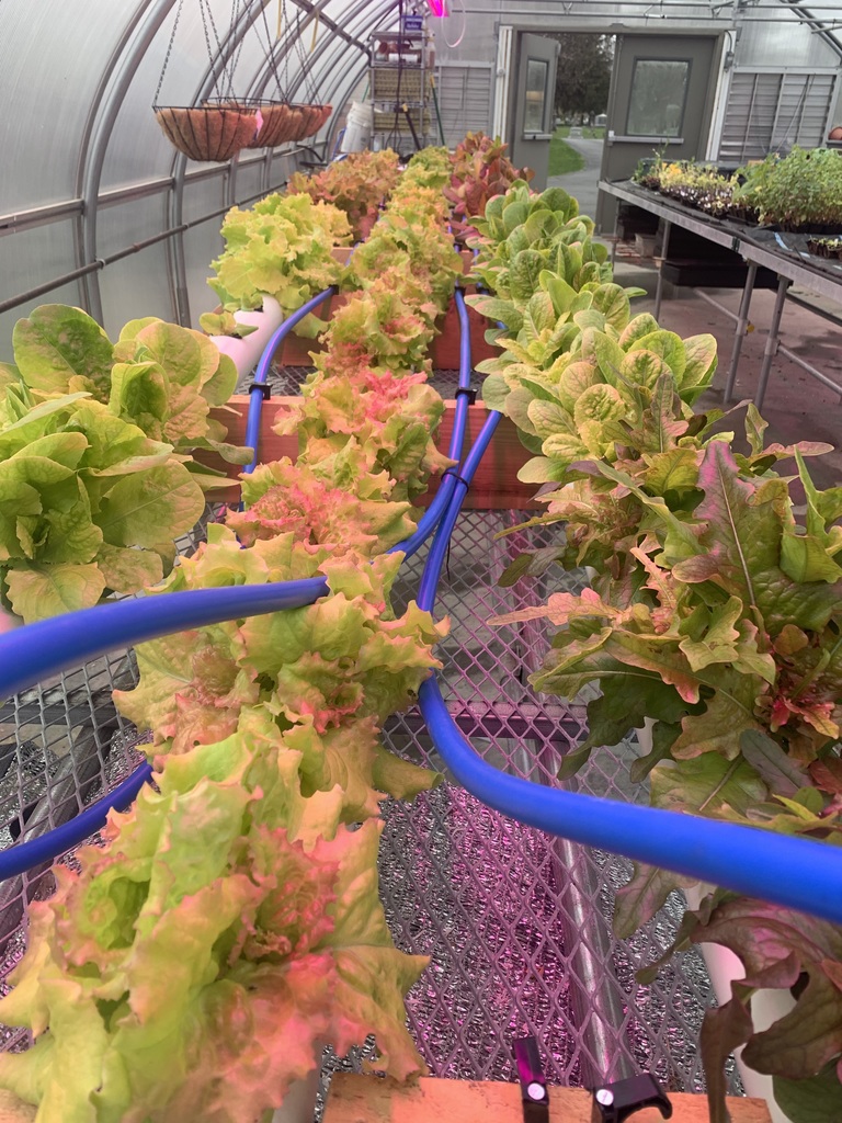 Hydroponic lettuce grower in greenhouse 