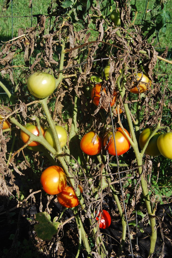 Fresh Jersey Tomatoes