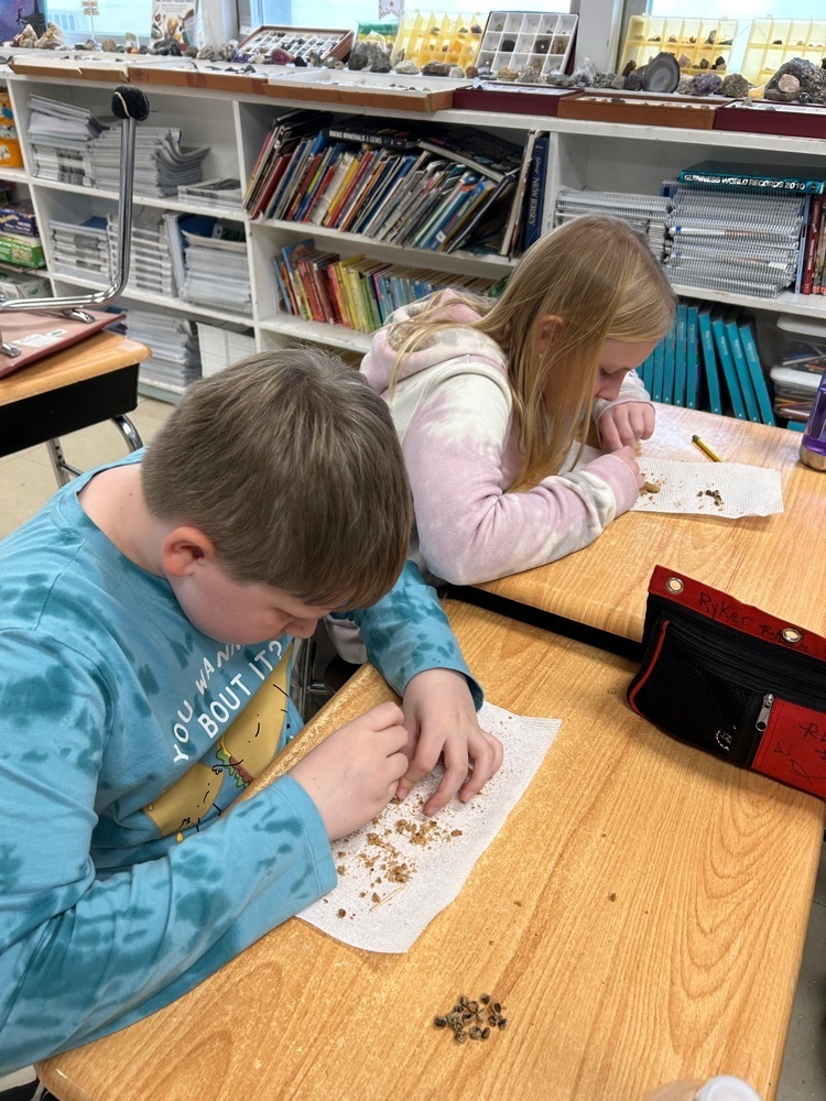 digging for fossils in 4th grade 
