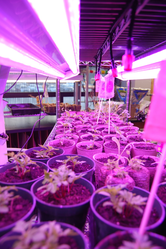 Seedlings